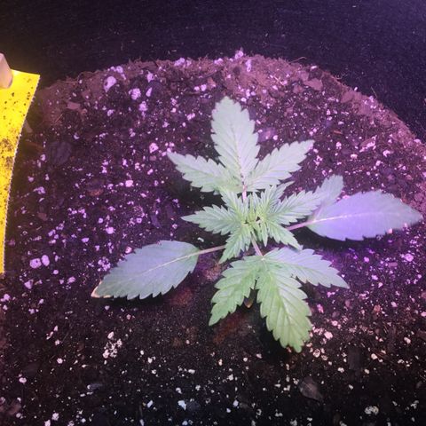 Auto GDP growlog timeline photo