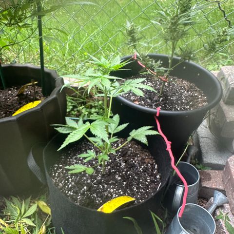 Auto GDP growlog timeline photo