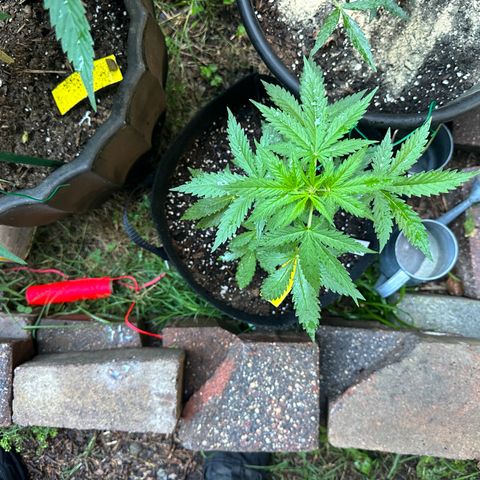 Auto GDP growlog timeline photo