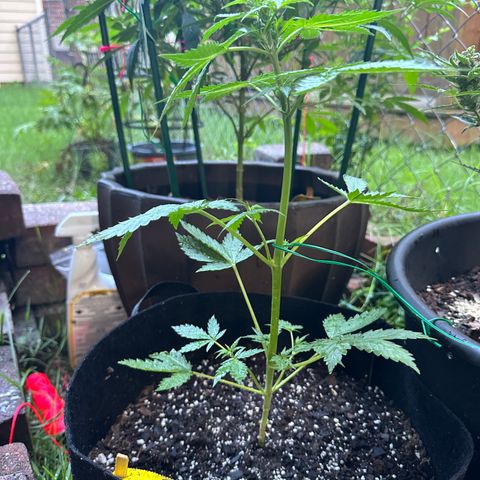 Auto GDP growlog timeline photo