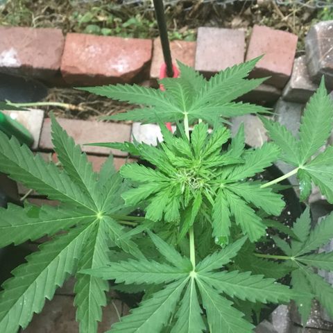 Auto GDP growlog photo: Measured at 21”
A lot of rain today so I didn’t water