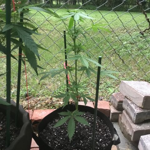 Auto GDP growlog photo: Measured at 21”
A lot of rain today so I didn’t water