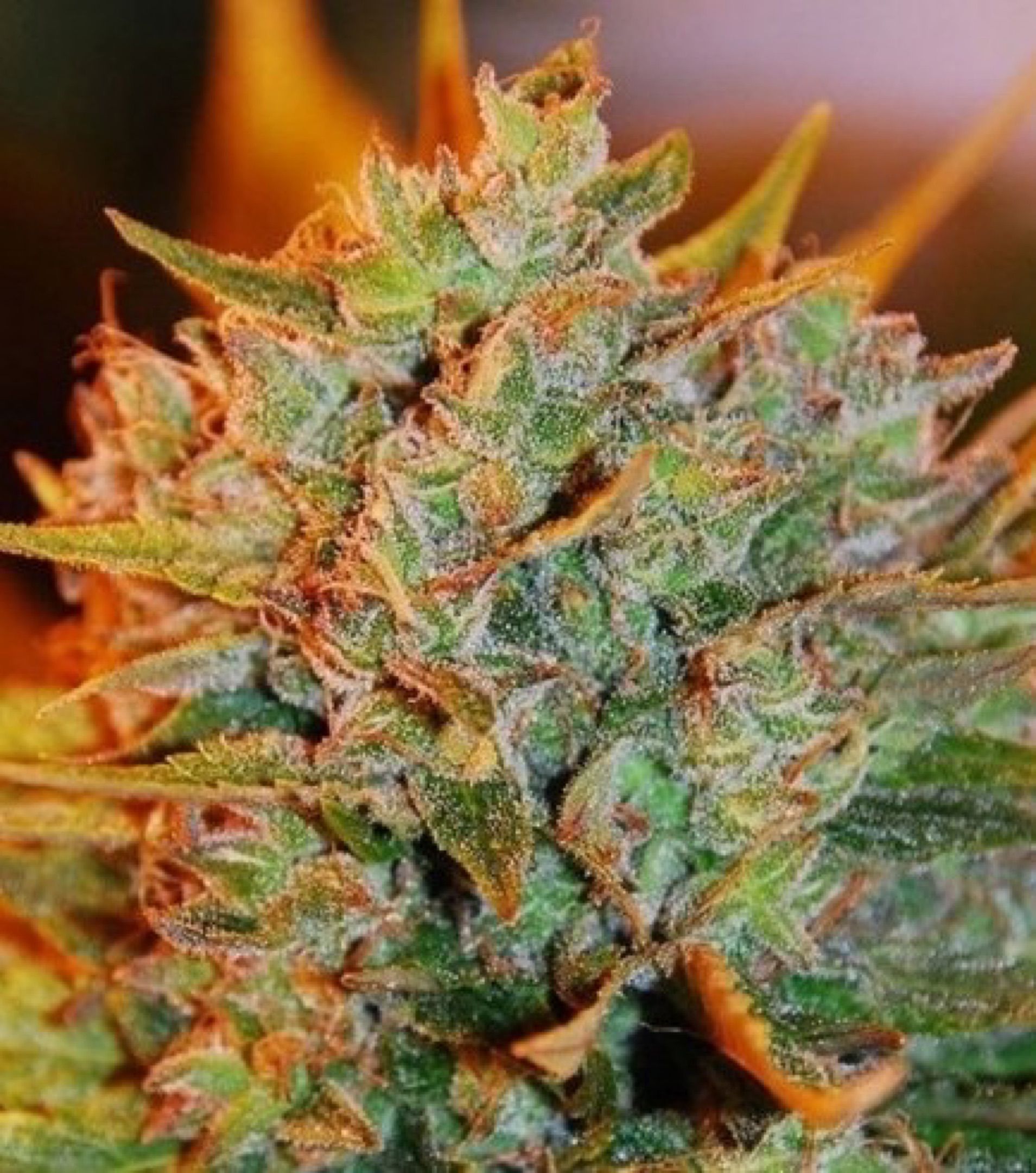 Northern Lights x Big Bud Auto growlog header