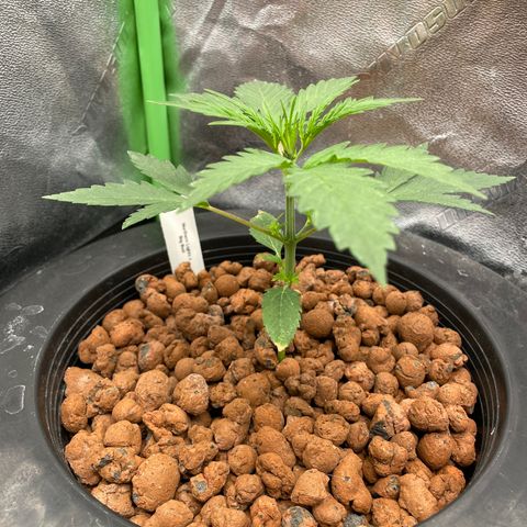 Northern Lights x Big Bud Auto growlog photo