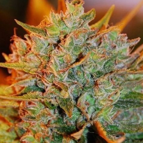 Northern Lights x Big Bud Auto growlog photo