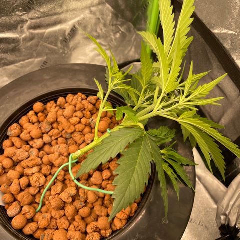 Northern Lights x Big Bud Auto growlog photo