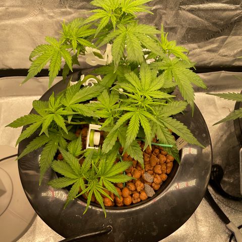 Gorilla Zkittlez Auto growlog timeline photo