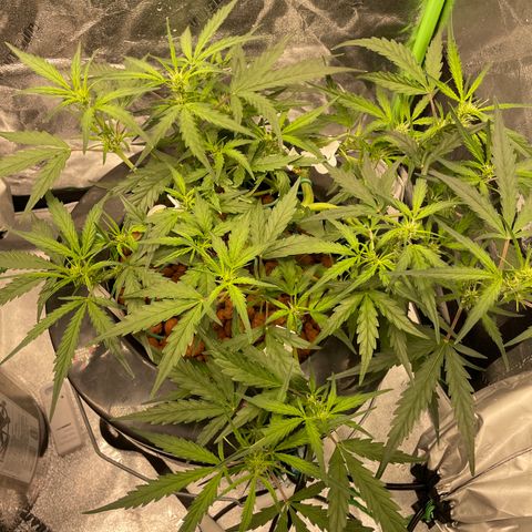 Northern Lights x Big Bud Auto growlog photo