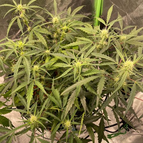 Northern Lights x Big Bud Auto growlog photo