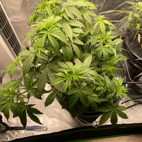 Gorilla Zkittlez Auto growlog timeline photo