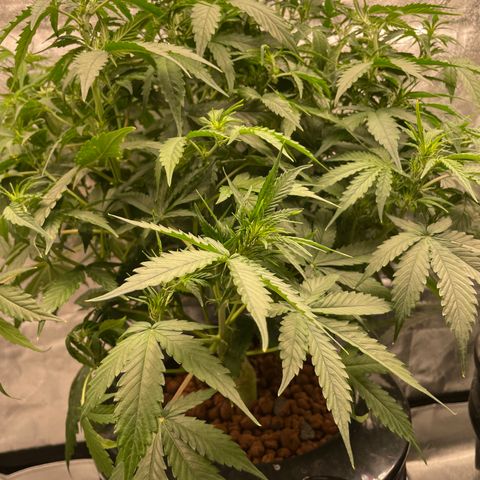 Gorilla Zkittlez Auto growlog timeline photo