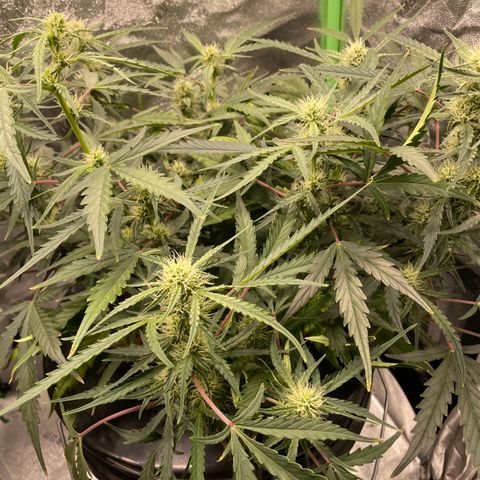 Northern Lights x Big Bud Auto growlog timeline photo