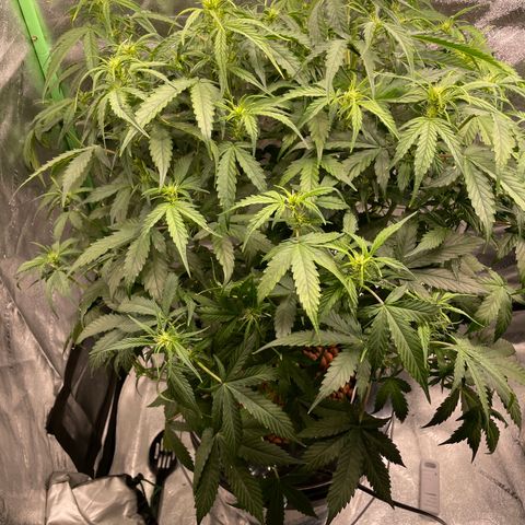 Gorilla Zkittlez Auto growlog timeline photo