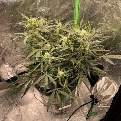 Northern Lights x Big Bud Auto growlog timeline photo