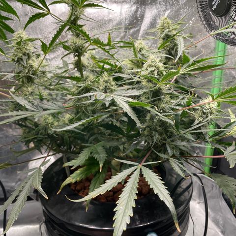 Northern Lights x Big Bud Auto growlog timeline photo