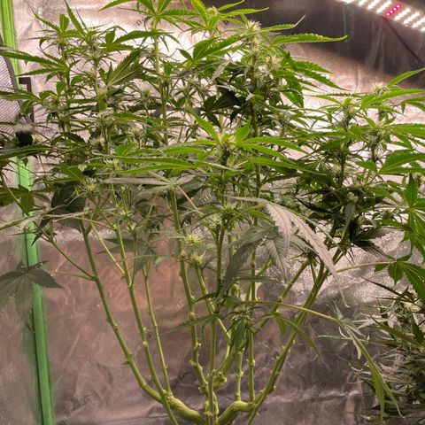 Gorilla Zkittlez Auto growlog timeline photo
