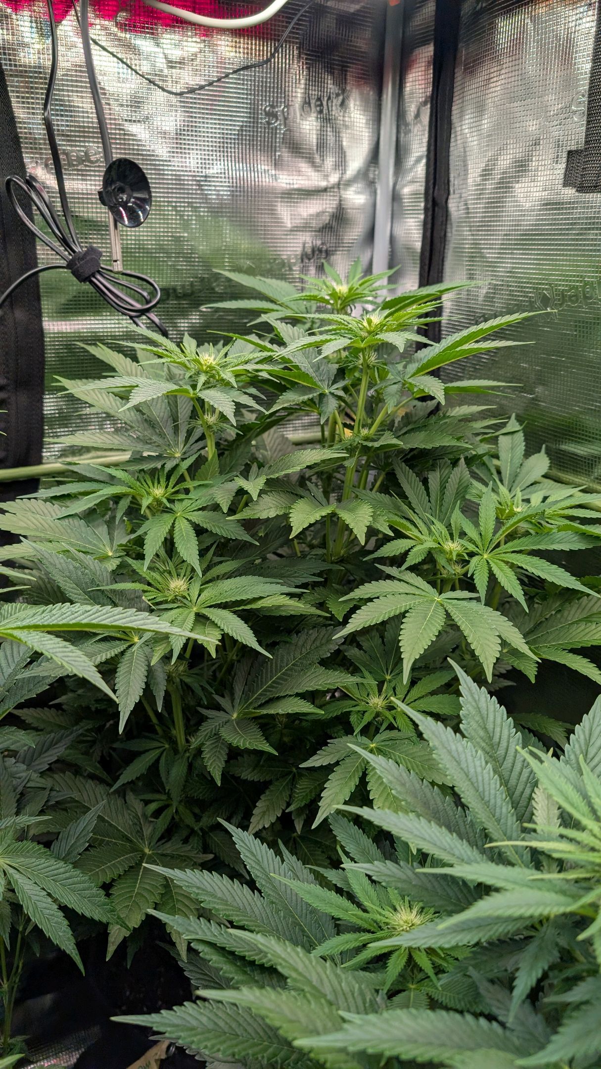 Lemon growlog header