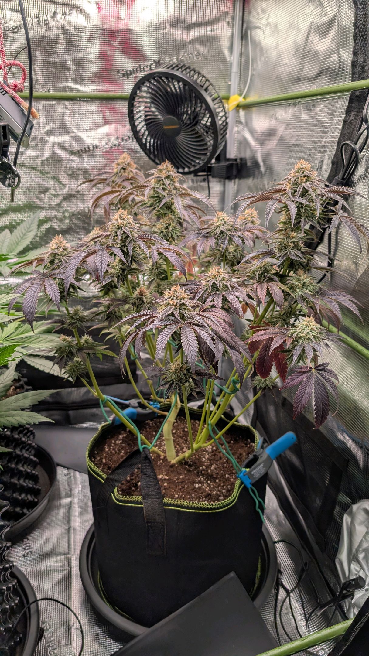 North Thunderfuck growlog header