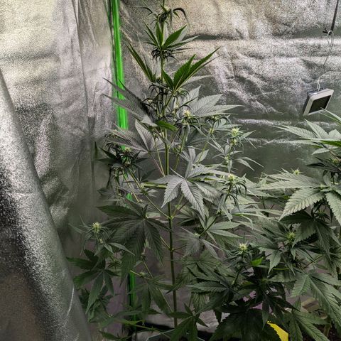 Pg2 growlog timeline photo