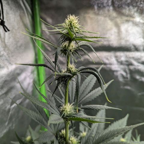 Pg2 growlog timeline photo