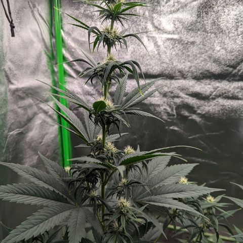 Pg2 growlog timeline photo