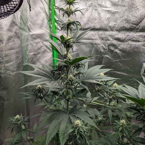 Pg2 growlog timeline photo