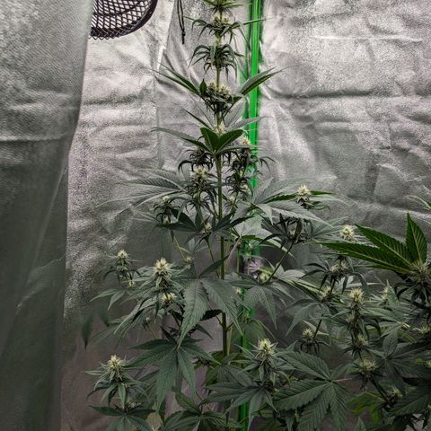 Pg2 growlog timeline photo