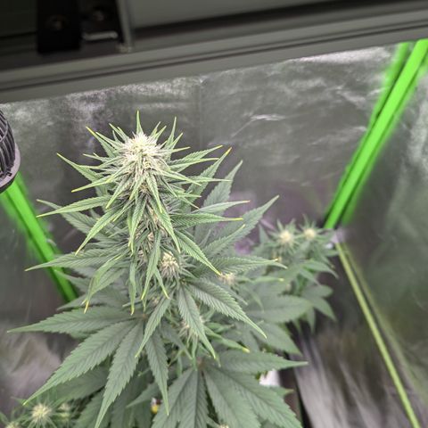 Pg2 growlog timeline photo