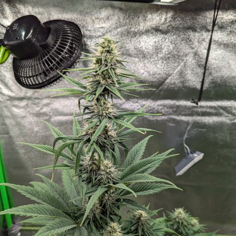 Pg2 growlog timeline photo