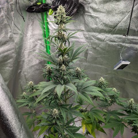 Pg2 growlog timeline photo