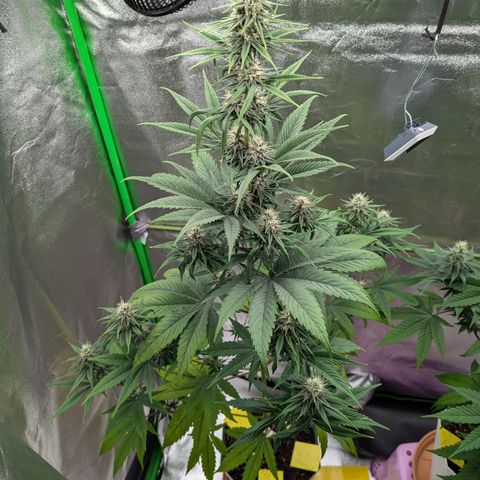 Pg2 growlog timeline photo