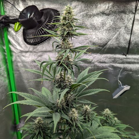 Pg2 growlog timeline photo