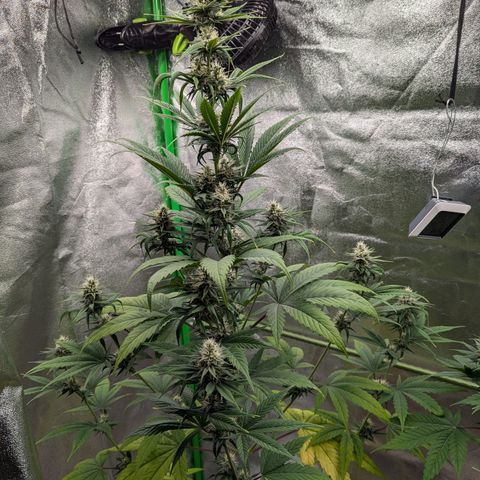 Pg2 growlog timeline photo