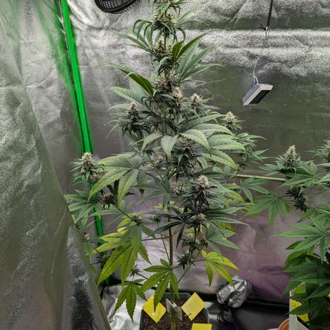 Pg2 growlog timeline photo