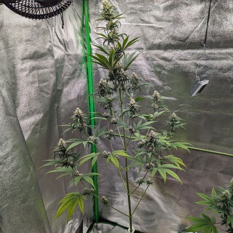 Pg2 growlog timeline photo