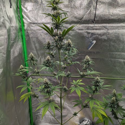 Pg2 growlog timeline photo