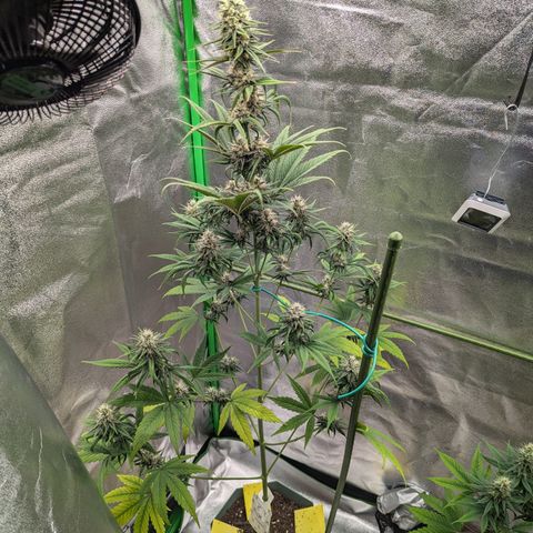 Pg2 growlog timeline photo