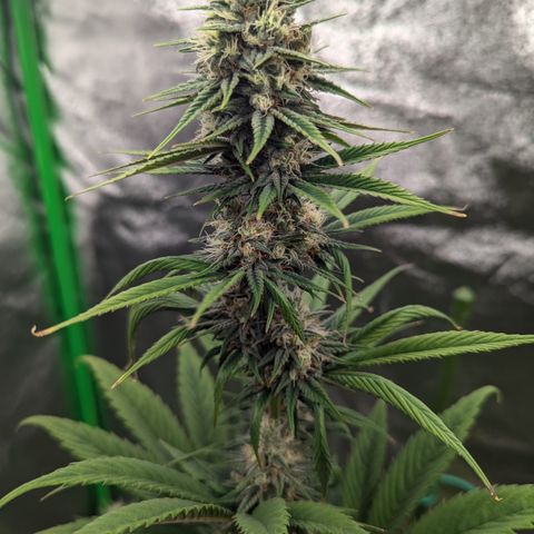 Pg2 growlog timeline photo