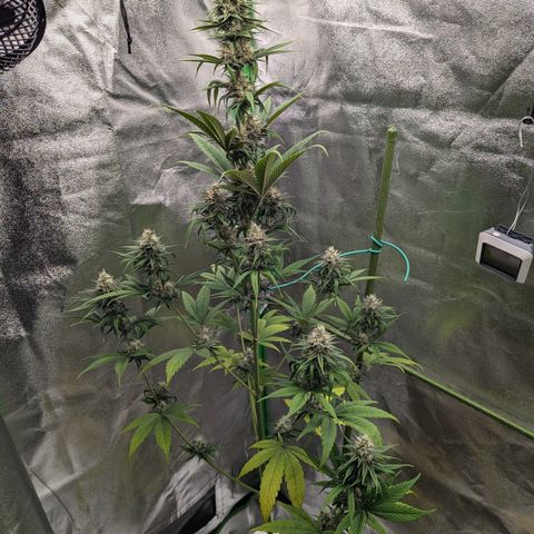 Pg2 growlog timeline photo