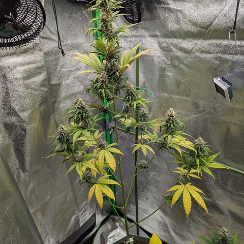 Pg2 growlog timeline photo