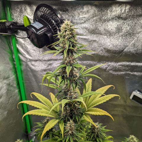 Pg2 growlog timeline photo