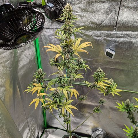 Pg2 growlog timeline photo