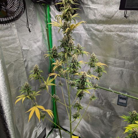 Pg2 growlog timeline photo