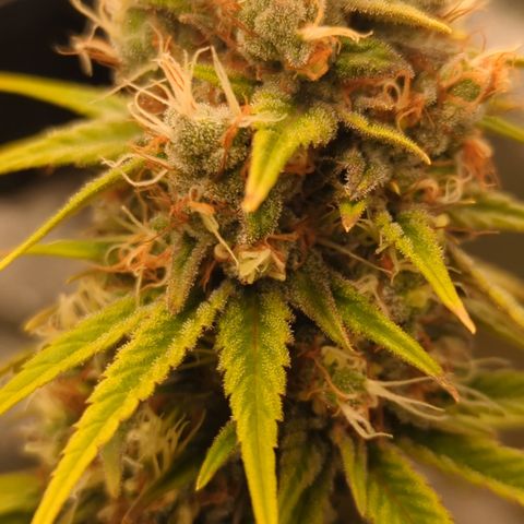 Pg2 growlog timeline photo