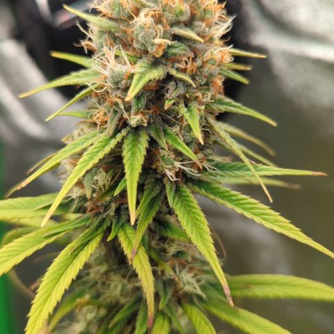 Pg2 growlog timeline photo