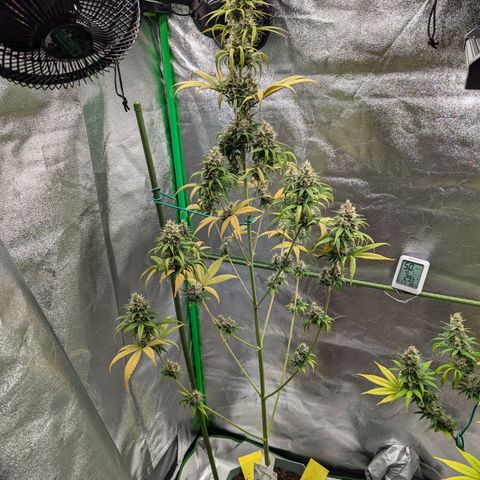 Pg2 growlog timeline photo