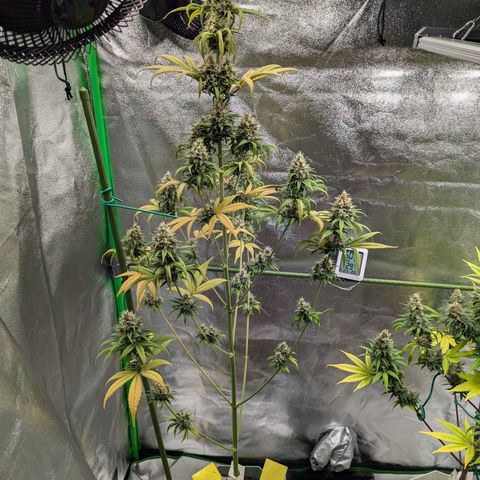 Pg2 growlog timeline photo