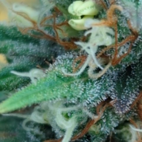 Pg2 growlog photo: Bananen Buds ( das wars !!! Raus aus dem Zelt) Ernte 😭