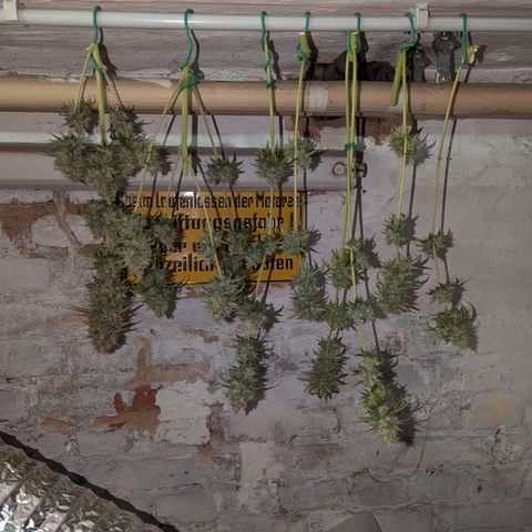 Pg2 growlog timeline photo