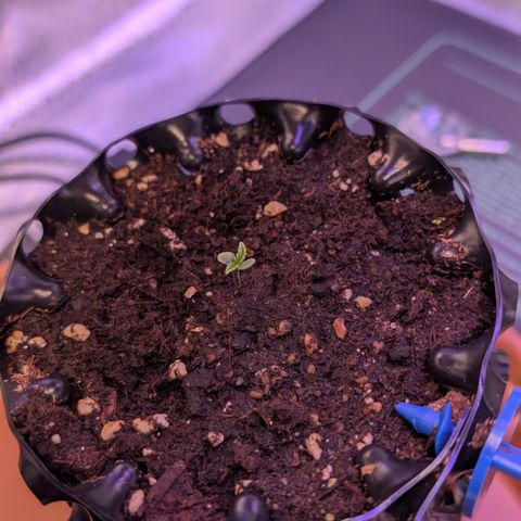 Lemon growlog timeline photo